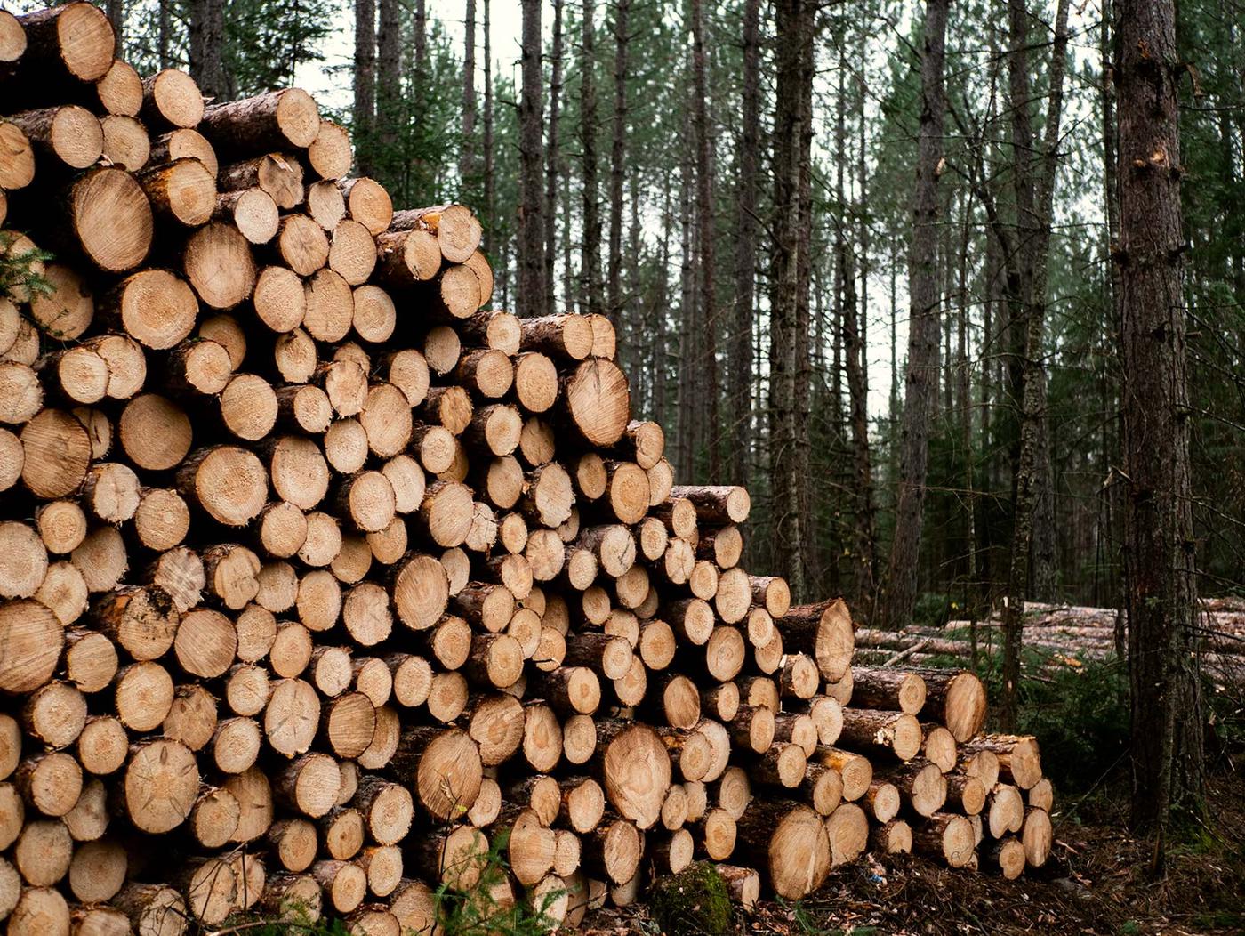 Spruce logs in forest